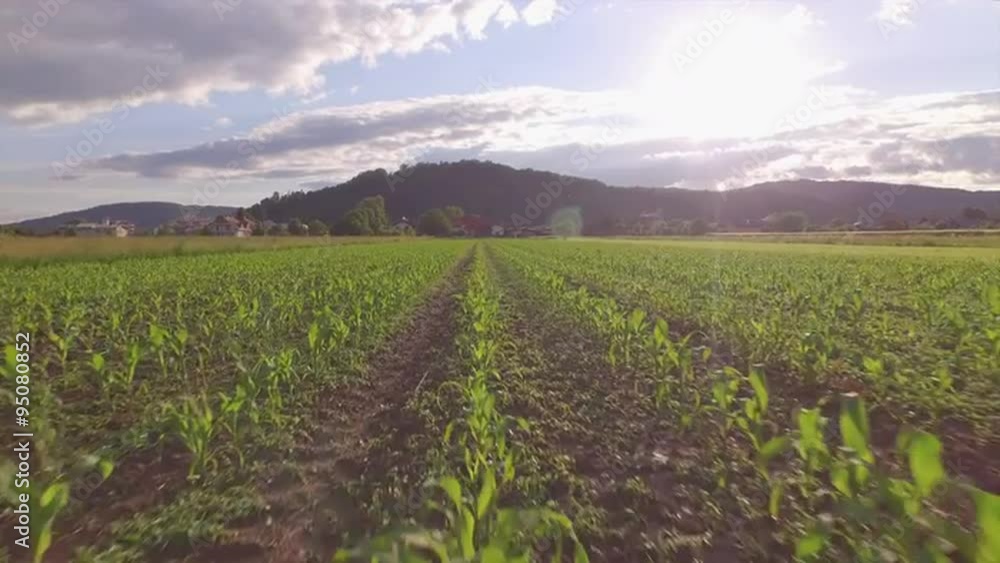 AERIAL: Flying over rows of young maize on big agricultural field at sunset AERIAL: Flying over rows of young maize on big agricultural field at sunset