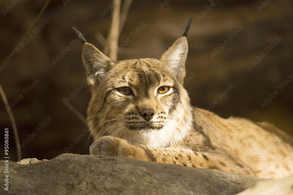 Fototapeta premium Resting Scandinavian lynx, Lynx l.lynx during the autumn sunshine