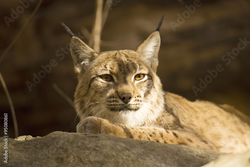 Resting Scandinavian lynx  Lynx l.lynx during the autumn sunshine