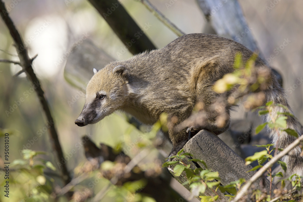 White-nosed Coati, Nasua narica, on the tree White-nosed Coati, Nasua narica, on the tree