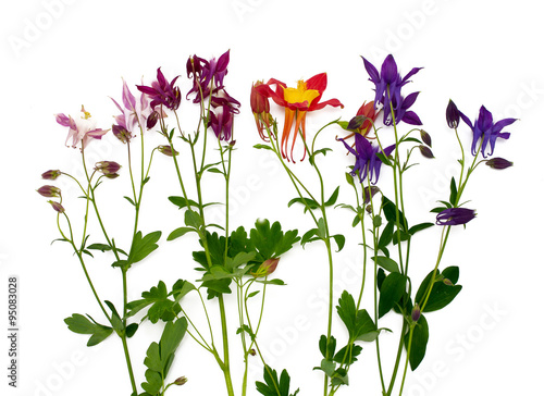 фотографія columbine flowers of different colors