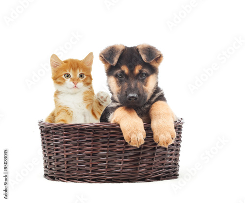 German Shepherd puppy and kitten in a straw basket © Happy monkey