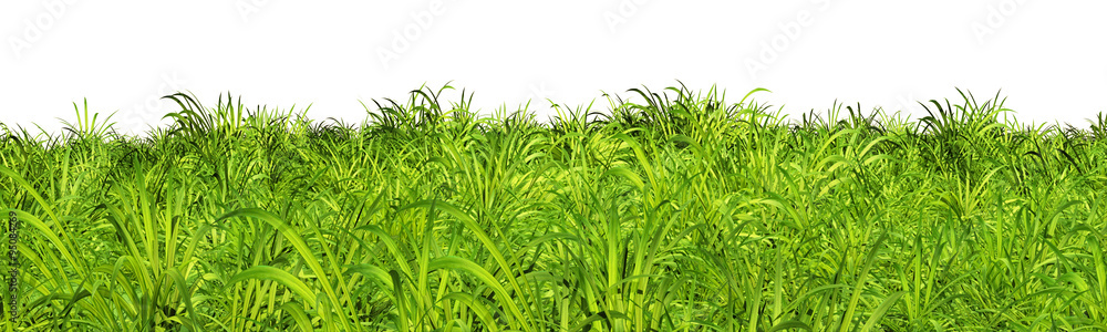 Obraz premium fresh spring green grass isolated