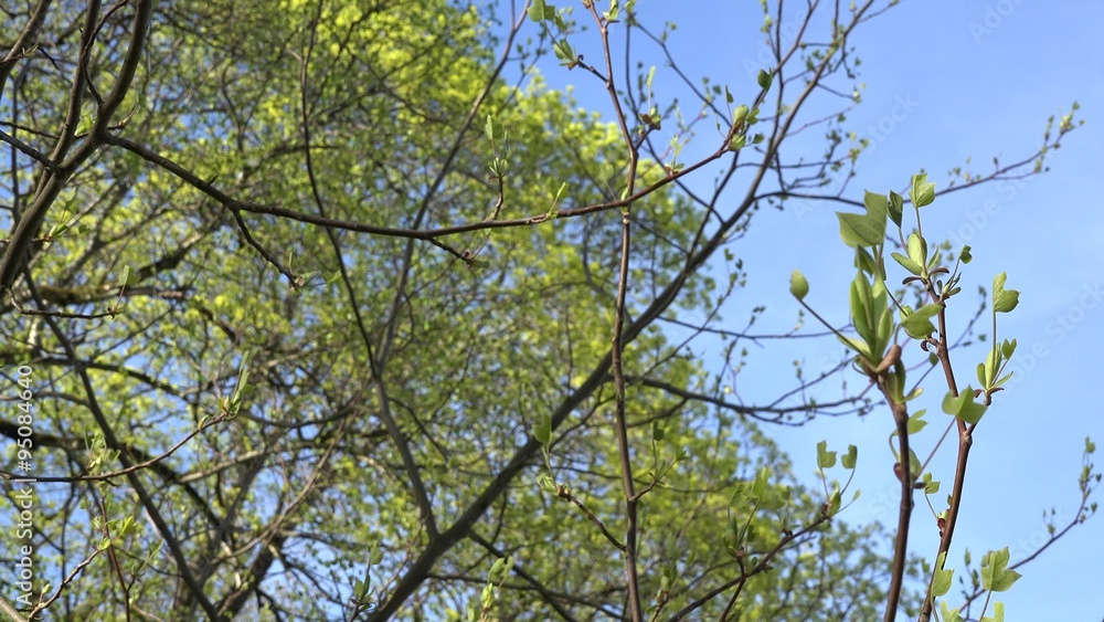First tulip tree saddletree twig leaves and buds on blue sky background in spring time. Static shot. 4K UHD video clip.
First tulip tree saddletree twig leaves and buds on blue sky background in spring time. Static shot. 4K UHD video clip.