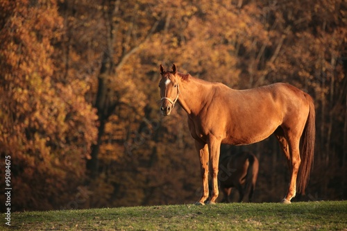 Fototapeta Naklejka Na Ścianę i Meble -  Horse on pasture at dusk