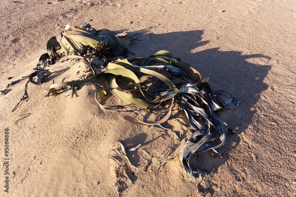 Obraz premium Welwitschia mirabilis, Amazing desert plant