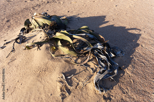 Welwitschia mirabilis, Amazing desert plant photo