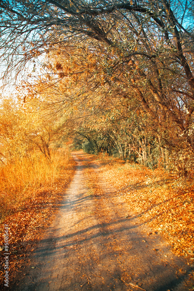 Obraz premium Beautiful romantic alley in a park with colorful trees
