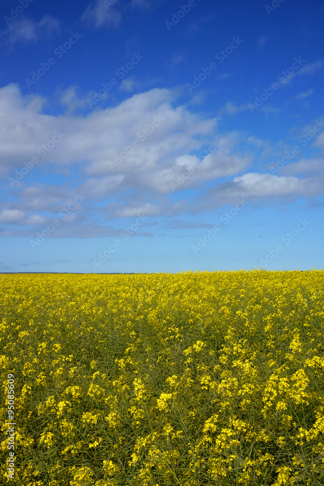 striking field with yellow and green plants and blue sky
