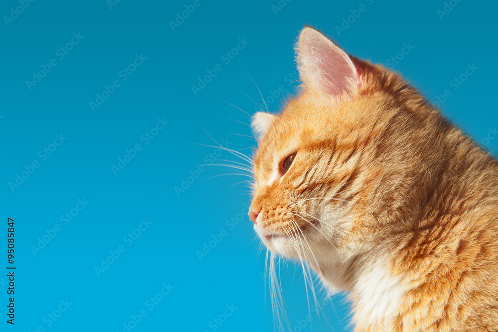 Red cat on a background of blue sky in profile Red cat on a background of blue sky in profile