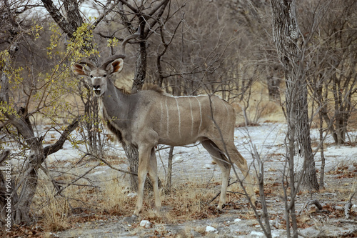 the male Greater kudu  Tragelaphus strepsiceros in the Etosha National Park  Namibia