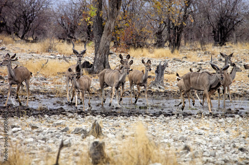 group Greater kudu, Tragelaphus strepsiceros at the waterhole, Etosha National Park, Namibia