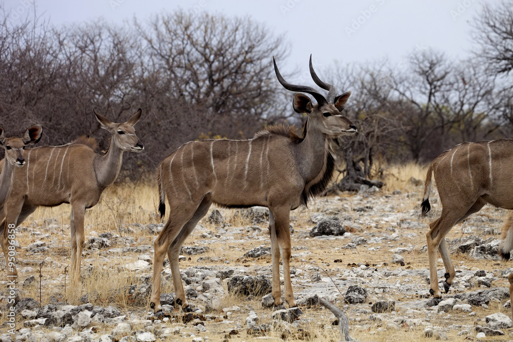 the male Greater kudu, Tragelaphus strepsiceros in the Etosha National Park, Namibia the male Greater kudu, Tragelaphus strepsiceros in the Etosha National Park, Namibia