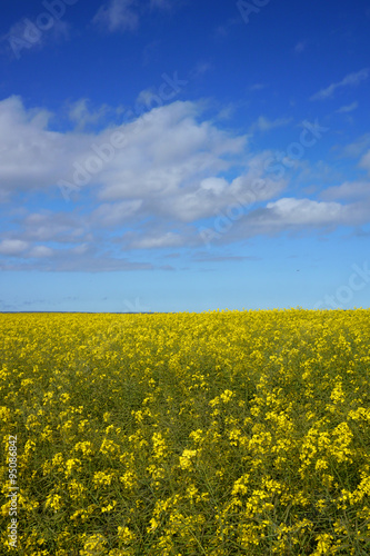 striking field with yellow and green plants and blue sky © fivepointsix