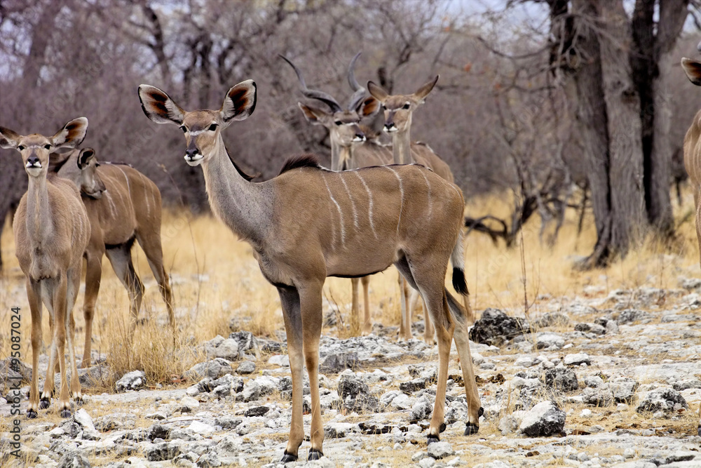 Naklejka premium the female Greater kudu, Tragelaphus strepsiceros in the Etosha National Park, Namibia