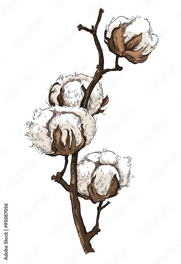 Hand made vector sketch of cotton plants. Stock Vector | Adobe Stock