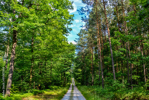 A neverending path in a nice, green forest on a beautiful day.