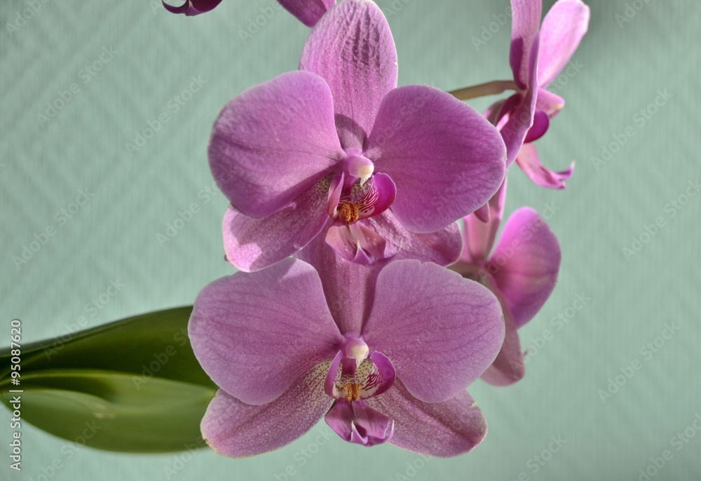 orchid flower - obrazy, fototapety, plakaty 