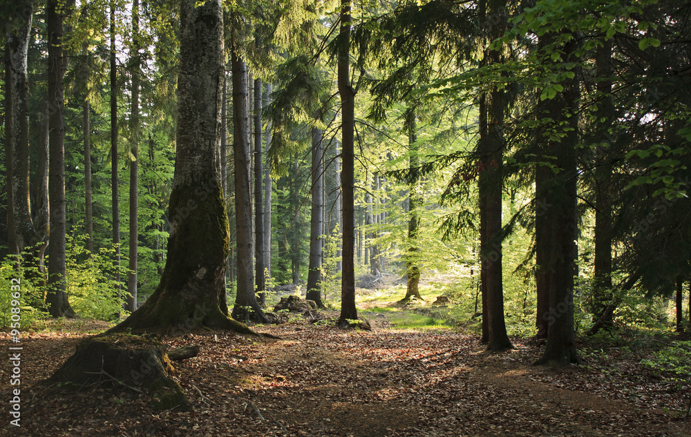 Pine forest in sunlight