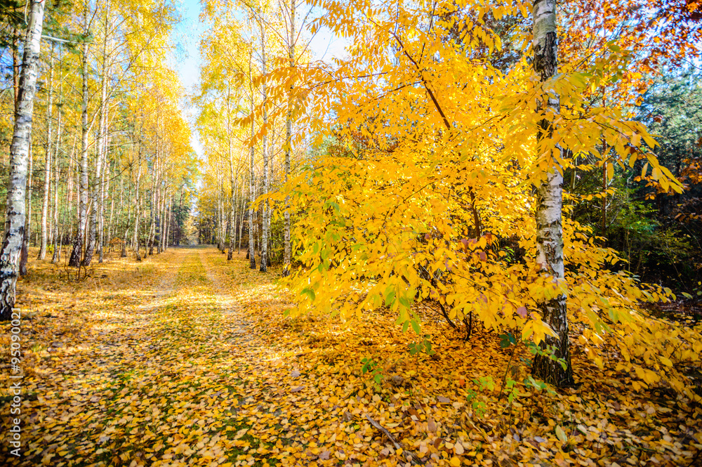 forest forest