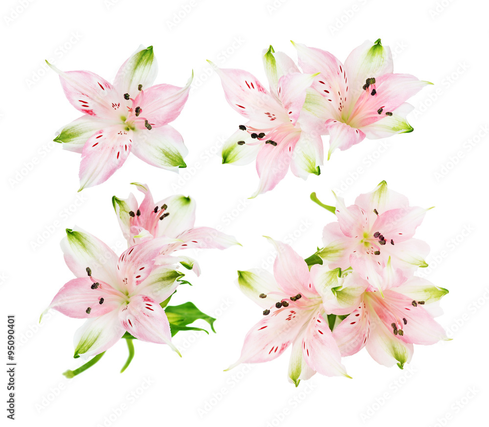 Alstroemeria flowers on white background