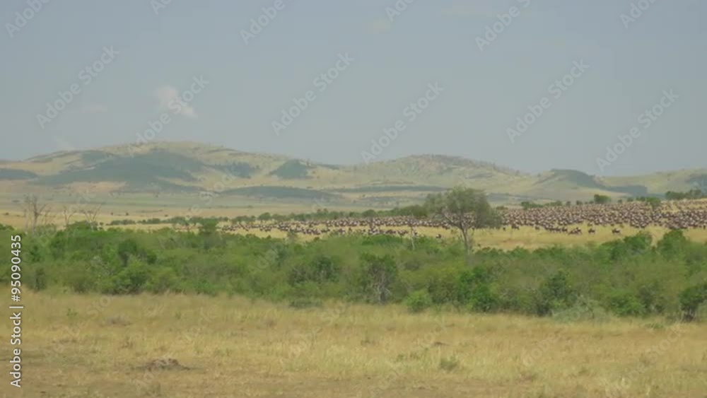 AERIAL: Tourists photographing large herd of wildebeest in Africa AERIAL: Tourists photographing large herd of wildebeest in Africa