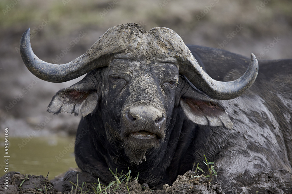Cape buffalo (African buffalo) (Syncerus caffer) bull, Kruger National Park Cape buffalo (African buffalo) (Syncerus caffer) bull, Kruger National Park