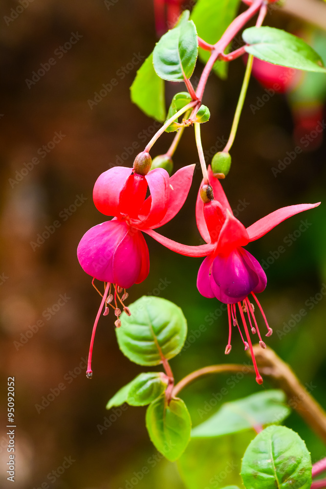 Fototapeta premium Fuchsia flower in national park