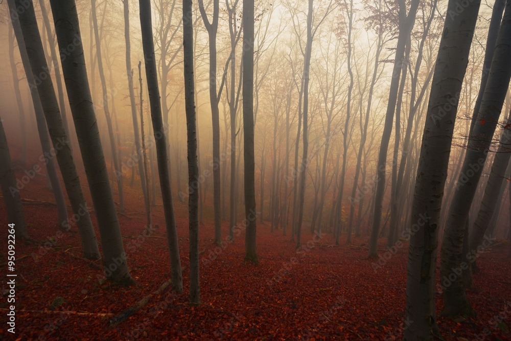 Obraz premium Autumn day in the enchanted forest