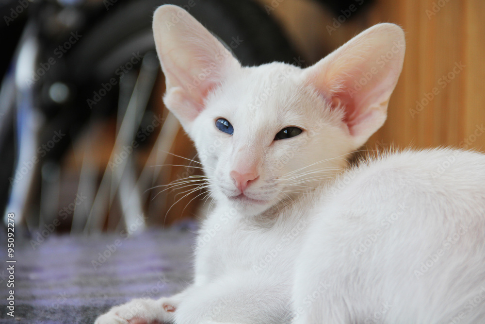 White oriental cat with eyes of different colors