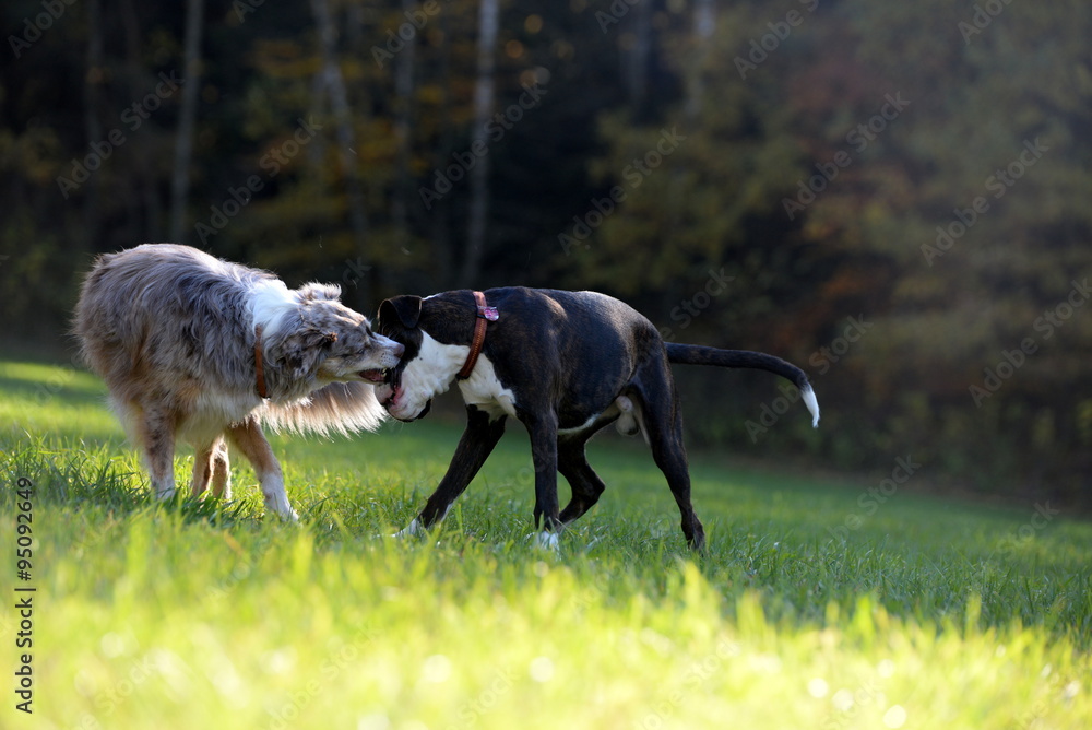 Obraz premium Spielende Hunde im Gegenlicht