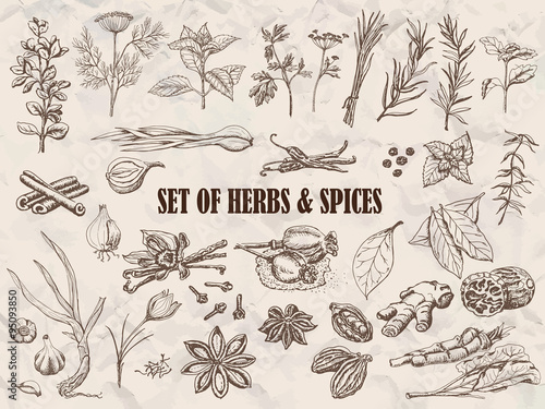Set of Herbs and spices in sketch style