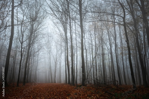 Pathway through the autumn forest