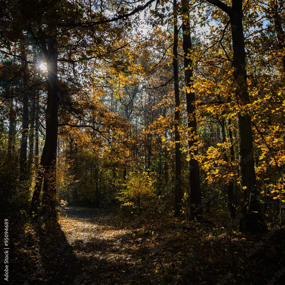 forest forest
