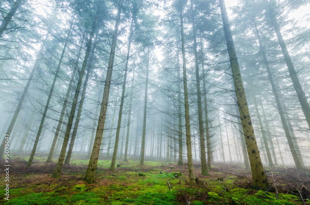 Fototapeta premium Herbstwald
