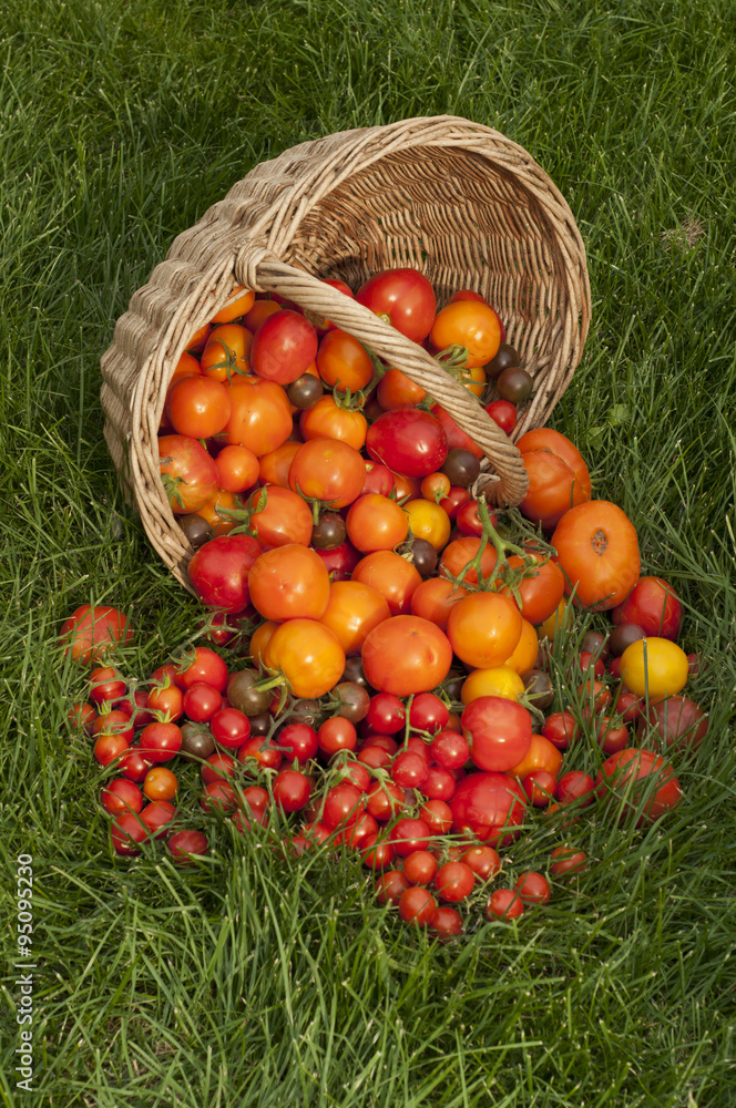 Harvest ripe tomatoes Harvest ripe tomatoes