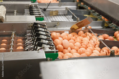 Obraz na płótnie Automated sorting of raw and fresh chicken eggs w salonie