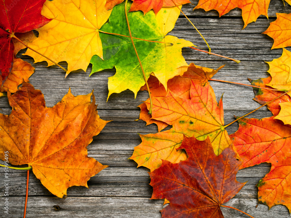 Autumn leaves Autumn leaves