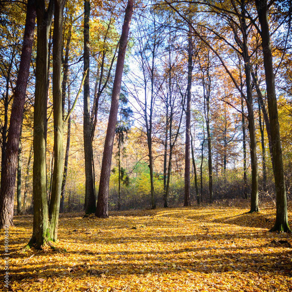 forest forest