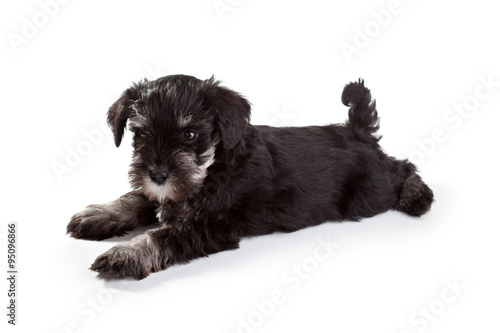 Schnauzer Puppy