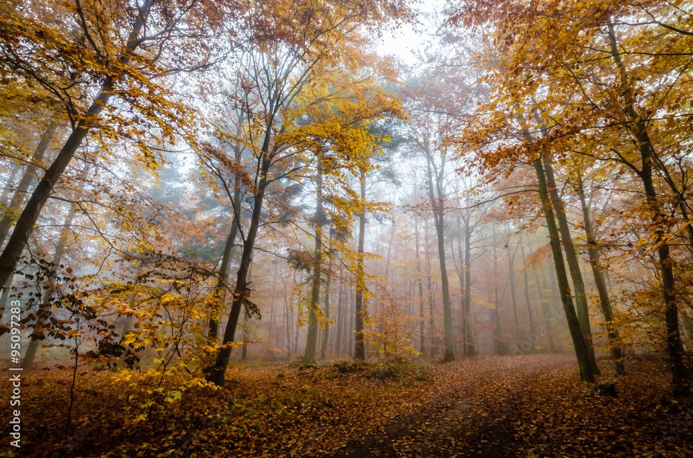 Obraz premium Herbstwald