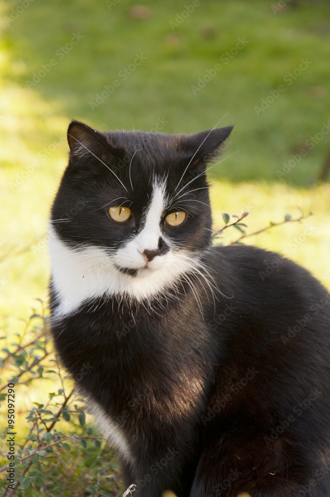 black cat with white