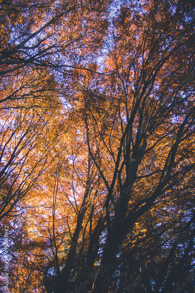 Autumn leaves Autumn leaves