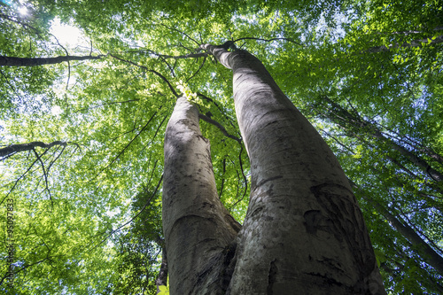 The double trunk of  hornbeam in  woods.The view from bottom to the top.