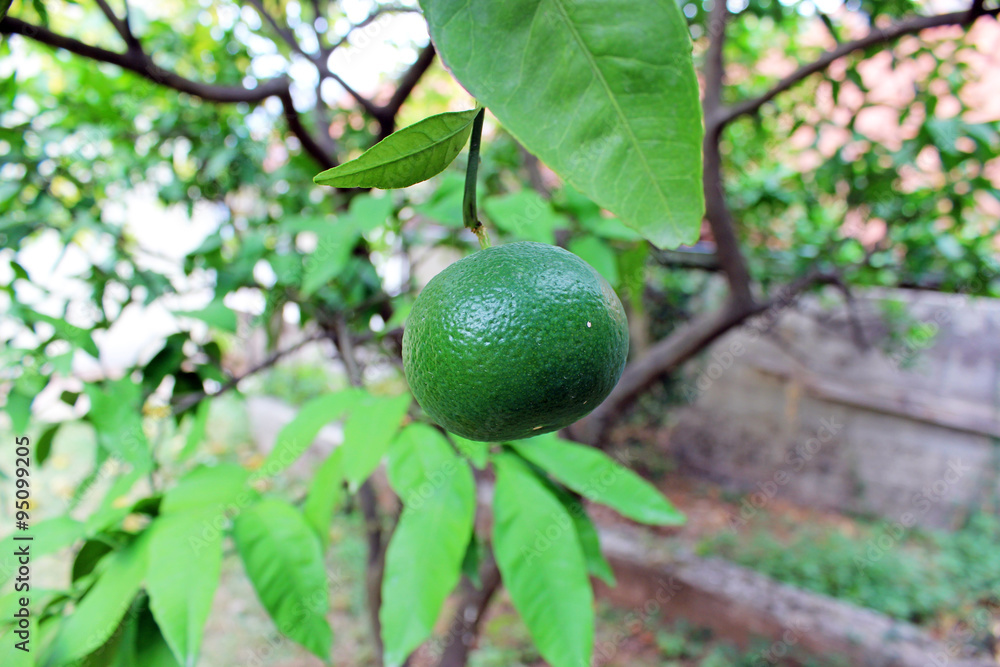 Mandarin ripening on the branch Mandarin ripening on the branch