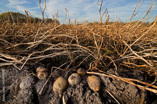 Potatoes and desiccated, brown, wilted potato plants just before harvest