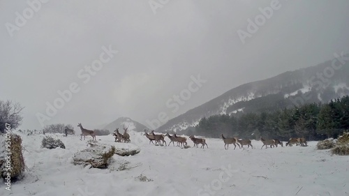 Group of Deer in Wildlife, Winter Snow  photo