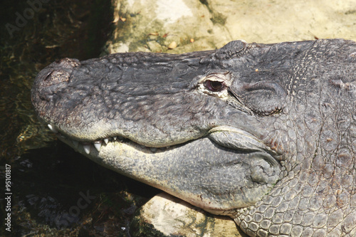 rettile alligatore cocodrillo photo