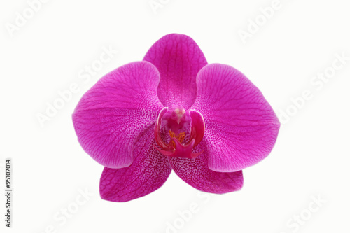 Purple orchid isolated over white background