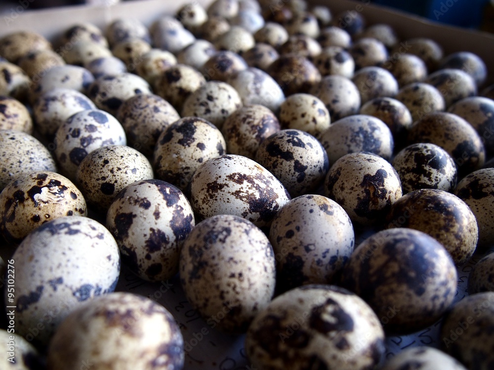 Obraz premium Raw quail eggs